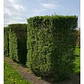 Ligustro 2,5 Mts Ligustrum Vulgaris Árbol Ornamental - Miniatura 3
