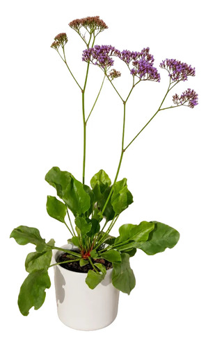Limonium Perezii En Macetero Planta Ornamental 1