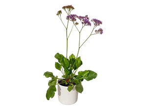 Limonium Perezii En Macetero Planta Ornamental