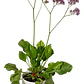 Limonium Perezii En Macetero Planta Ornamental - Miniatura 1