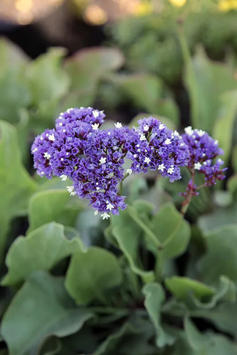 Limonium Perezii En Macetero Planta Ornamental 2