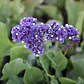 Limonium Perezii En Macetero Planta Ornamental - Miniatura 2