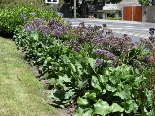 Limonium Perezii En Macetero Planta Ornamental 3
