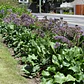 Limonium Perezii En Macetero Planta Ornamental - Miniatura 3