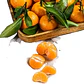 Mandarino Murcott Honey Tangerine Árbol Frutal - Miniatura 1