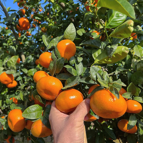 Mandarino Murcott Honey Tangerine Árbol Frutal 2