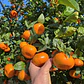 Mandarino Murcott Honey Tangerine Árbol Frutal - Miniatura 2