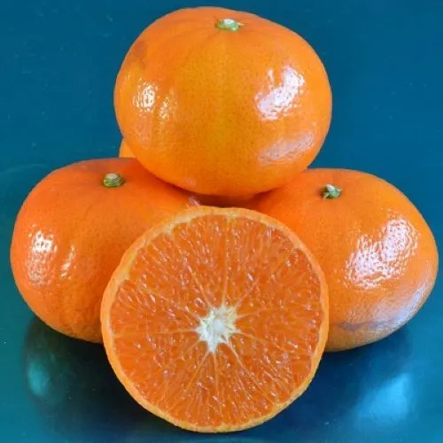 Mandarino Murcott Honey Tangerine Árbol Frutal 3