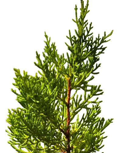 Ciprés Macrocarpa Para Cierre Pino Cipress Ornamental 1