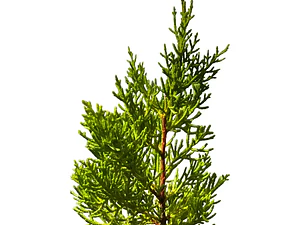 Ciprés Macrocarpa Para Cierre Pino Cipress Ornamental
