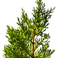 Ciprés Macrocarpa Para Cierre Pino Cipress Ornamental - Miniatura 1