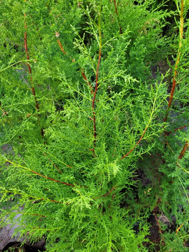 Ciprés Macrocarpa Para Cierre Pino Cipress Ornamental 2