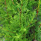 Ciprés Macrocarpa Para Cierre Pino Cipress Ornamental - Miniatura 2
