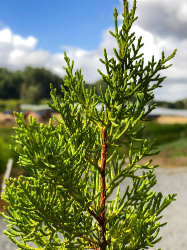 Pack De 10 Ciprés Macrocarpa Para Cierre Ornamental 1