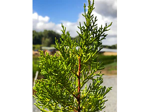 Pack De 10 Ciprés Macrocarpa Para Cierre Ornamental