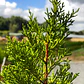Pack De 10 Ciprés Macrocarpa Para Cierre Ornamental - Miniatura 1