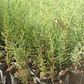 Pack De 10 Ciprés Macrocarpa Para Cierre Ornamental - Miniatura 2