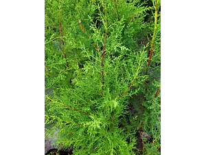 Pack De 50 Ciprés Macrocarpa Para Cierre Ornamental