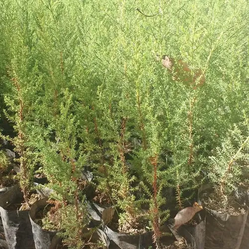 Pack De 50 Ciprés Macrocarpa Para Cierre Ornamental 2
