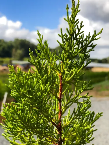 Pack De 50 Ciprés Macrocarpa Para Cierre Ornamental 3