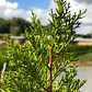 Pack De 50 Ciprés Macrocarpa Para Cierre Ornamental - Miniatura 3