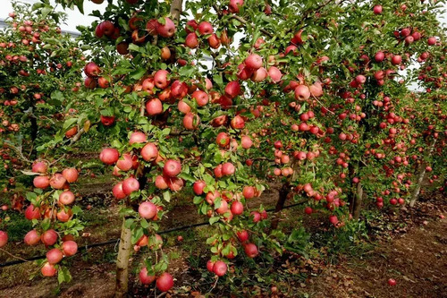 Manzano Royal Gala Árbol Frutal 1