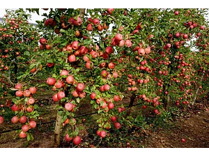 Manzano Royal Gala Árbol Frutal