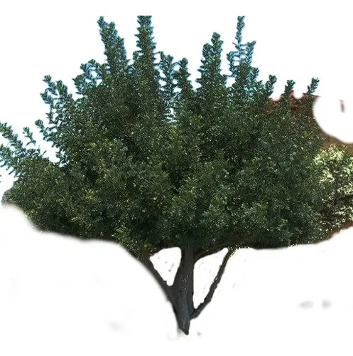Algarrobo Europeo Grande 2,5 Mt Ceratonia Siliqua Árbol 1