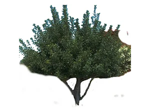 Algarrobo Europeo Grande 2,5 Mt Ceratonia Siliqua Árbol
