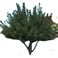 Algarrobo Europeo Grande 2,5 Mt Ceratonia Siliqua Árbol - Miniatura 1