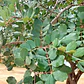 Algarrobo Europeo Grande 2,5 Mt Ceratonia Siliqua Árbol - Miniatura 2