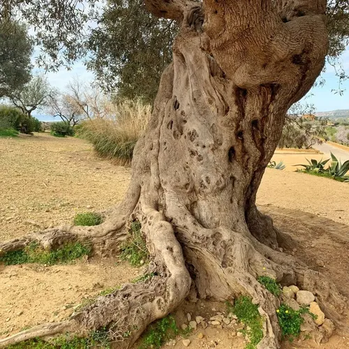Algarrobo Europeo Grande 2,5 Mt Ceratonia Siliqua Árbol 3