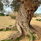 Algarrobo Europeo Grande 2,5 Mt Ceratonia Siliqua Árbol - Miniatura 3