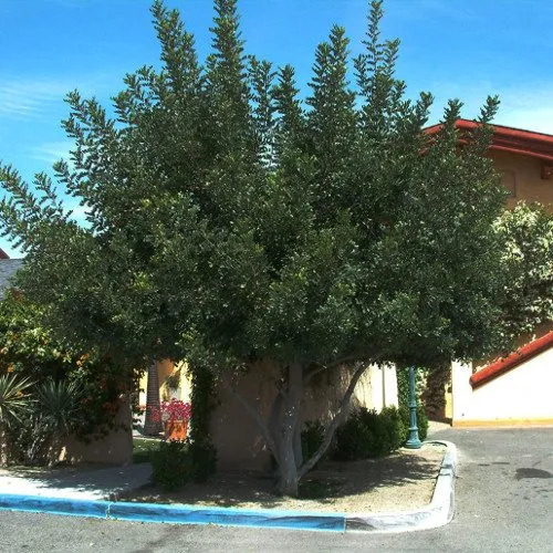 Algarrobo Europeo Grande 2,5 Mt Ceratonia Siliqua Árbol 4