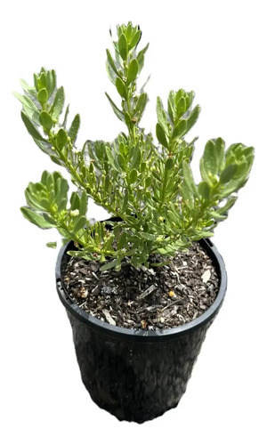 Pack De 50 Mioporo Parvifolium Rastrero Cubresuelo Flor 1