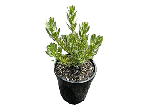 Pack De 50 Mioporo Parvifolium Rastrero Cubresuelo Flor