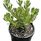 Pack De 50 Mioporo Parvifolium Rastrero Cubresuelo Flor - Miniatura 1