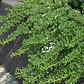 Pack De 50 Mioporo Parvifolium Rastrero Cubresuelo Flor - Miniatura 2