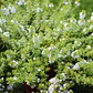 Pack De 50 Mioporo Parvifolium Rastrero Cubresuelo Flor - Miniatura 3