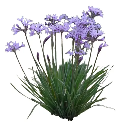 Pack De 5 Flor De Ajo Tulbaghia Violeta Planta Ornamental 1