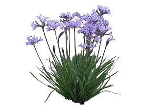 Pack De 5 Flor De Ajo Tulbaghia Violeta Planta Ornamental