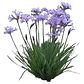 Pack De 5 Flor De Ajo Tulbaghia Violeta Planta Ornamental - Miniatura 1
