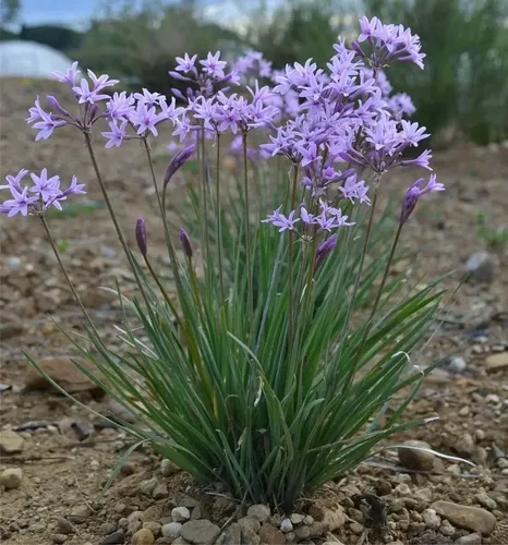 Pack De 5 Flor De Ajo Tulbaghia Violeta Planta Ornamental 2