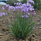 Pack De 5 Flor De Ajo Tulbaghia Violeta Planta Ornamental - Miniatura 2
