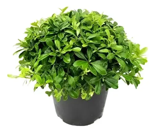 Pack De 10 Pittosporum Tobira Arbustivo Para Cierre 1