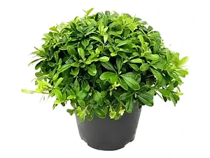 Pack De 10 Pittosporum Tobira Arbustivo Para Cierre