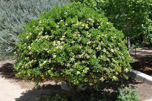 Pack De 10 Pittosporum Tobira Arbustivo Para Cierre 2