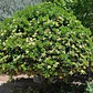 Pack De 10 Pittosporum Tobira Arbustivo Para Cierre - Miniatura 2