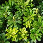 Pack De 10 Pittosporum Tobira Arbustivo Para Cierre - Miniatura 3