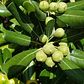 Pack De 10 Pittosporum Tobira Arbustivo Para Cierre - Miniatura 4